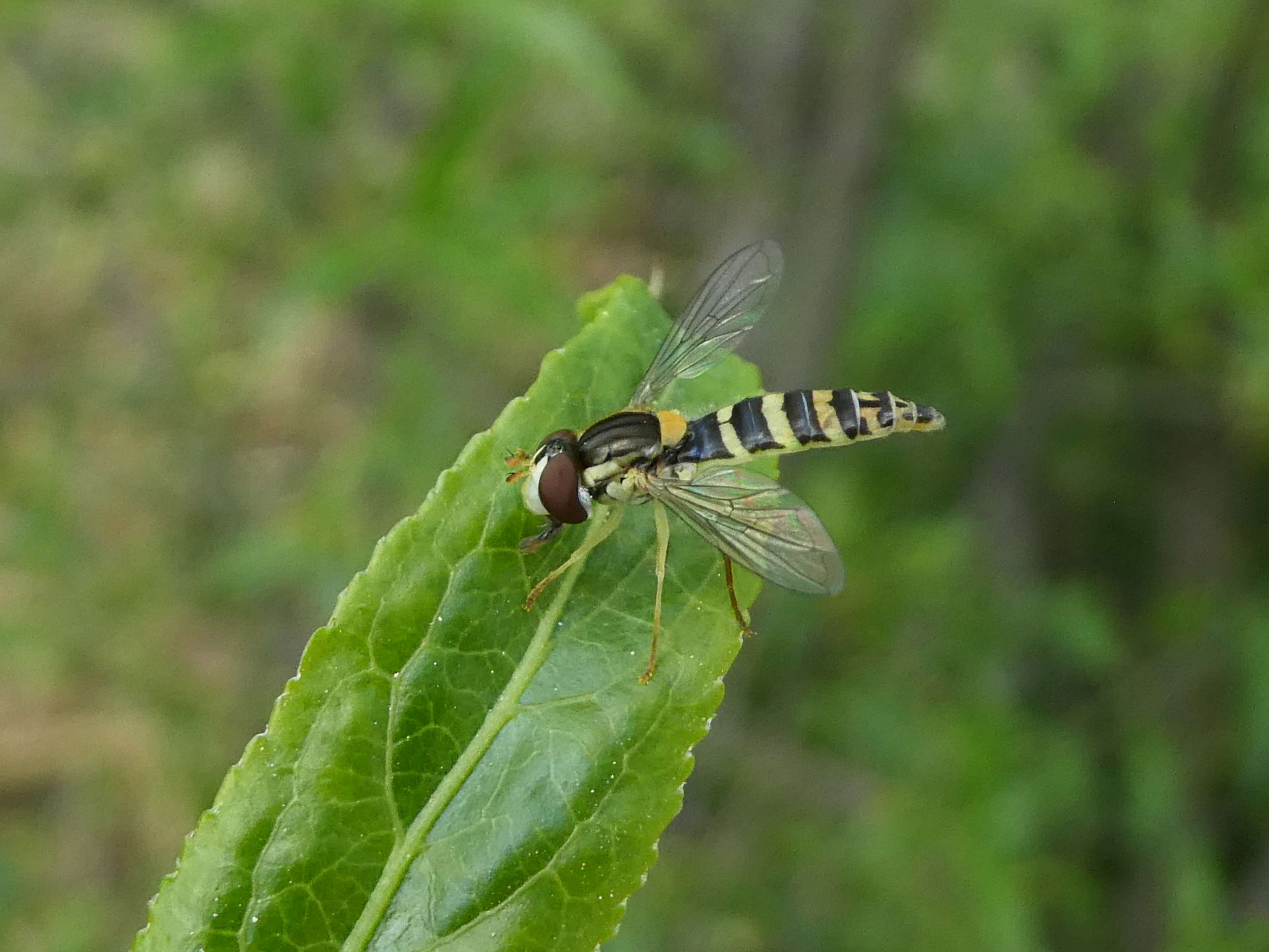 Sphaerophoria scripta (Linnaeus 1758) resmi