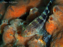 Image of Barred Blenny