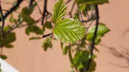 Image of Chinese crab apple