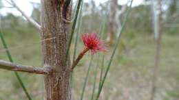 Image of black she-oak