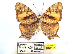 Image of Hypanartia lethe Fabricius 1793