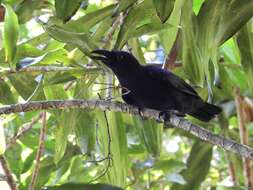 Image of Banggai Crow