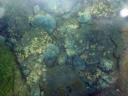 Image of Honeycomb Moray