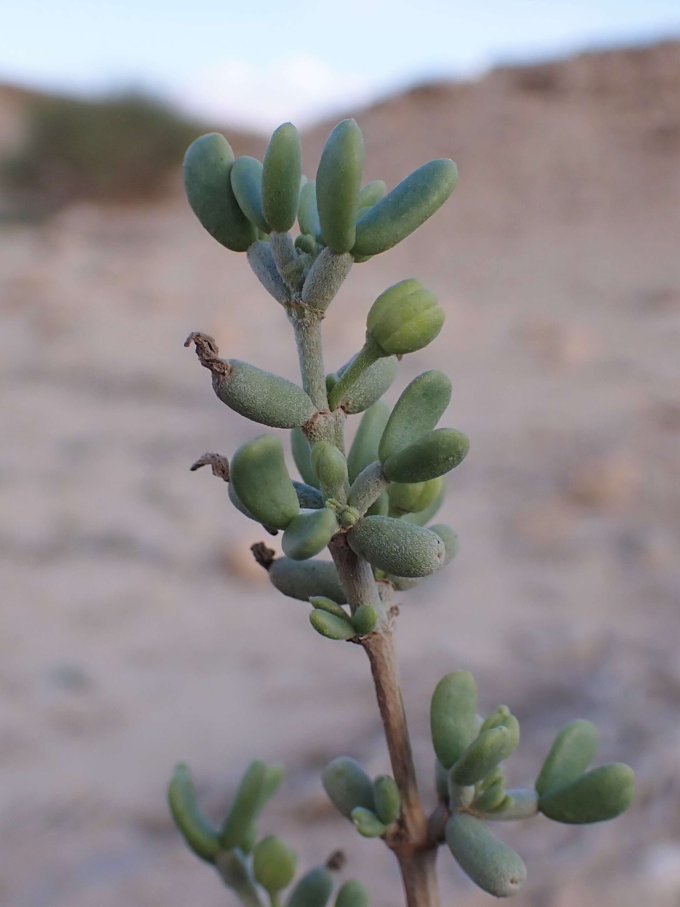 Image of Tetraena dumosa (Boiss.) Beier & Thulin