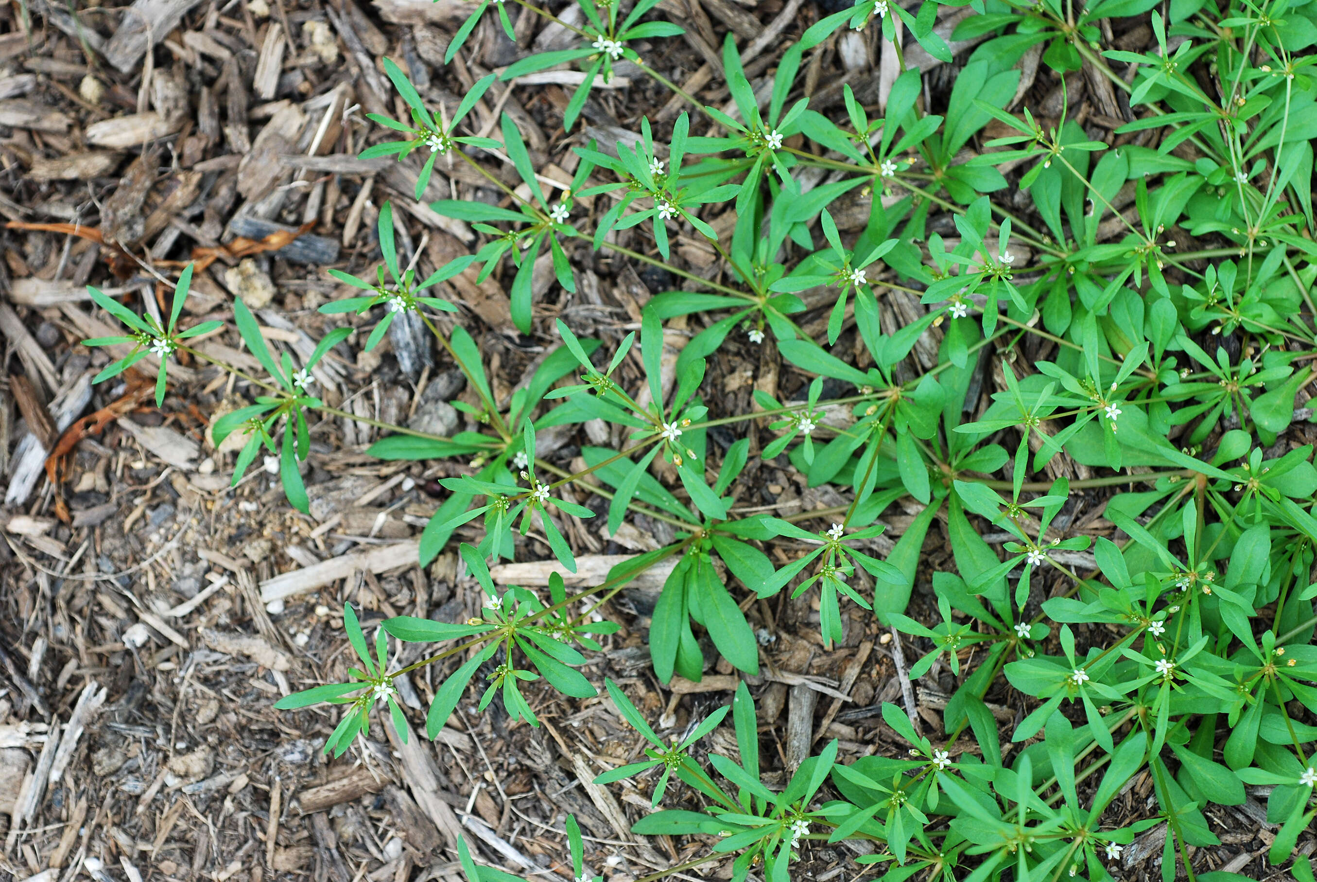 Image of green carpetweed