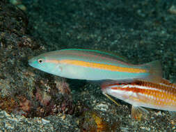 Image of Goldstripe wrasse