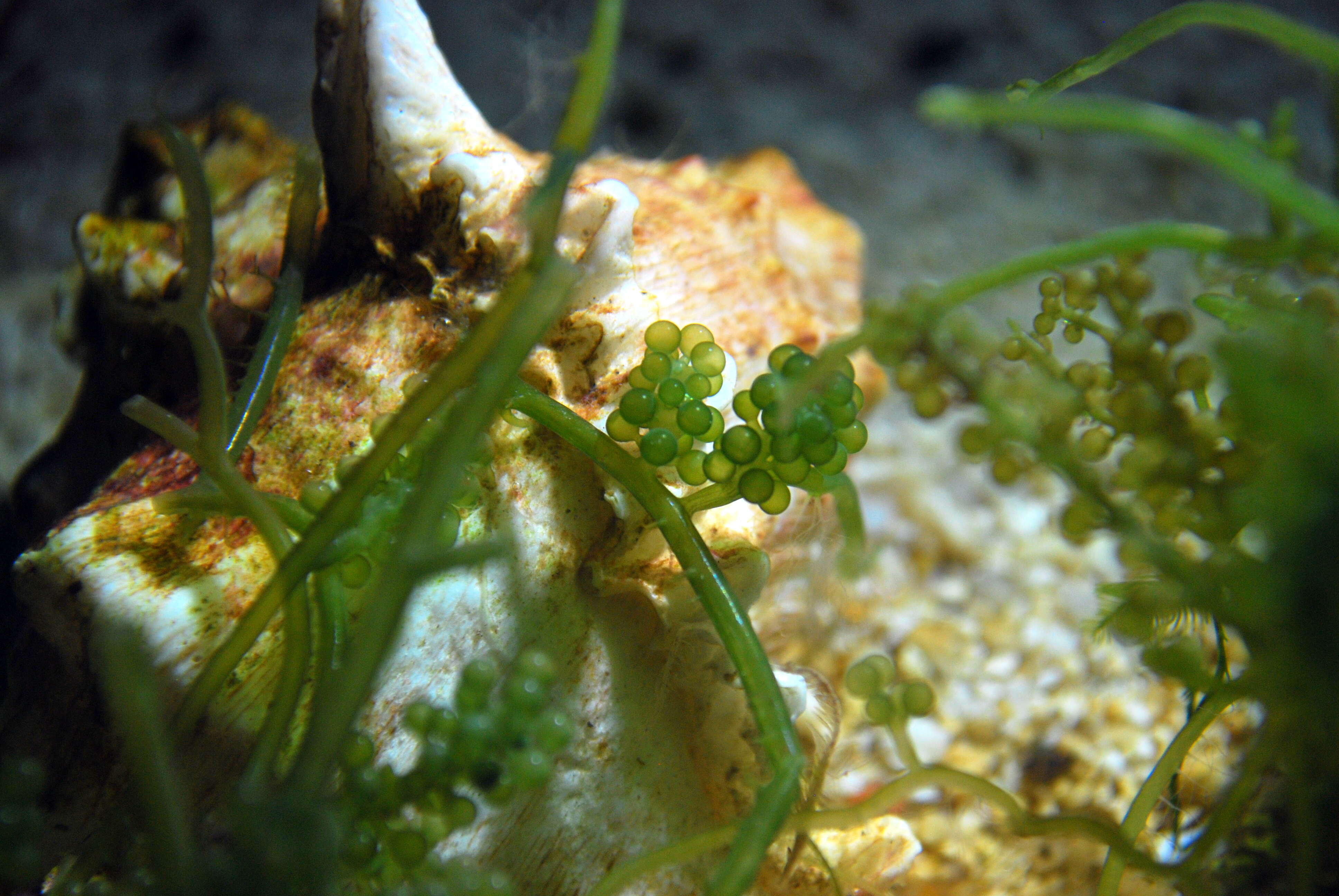 Image of sea grapes