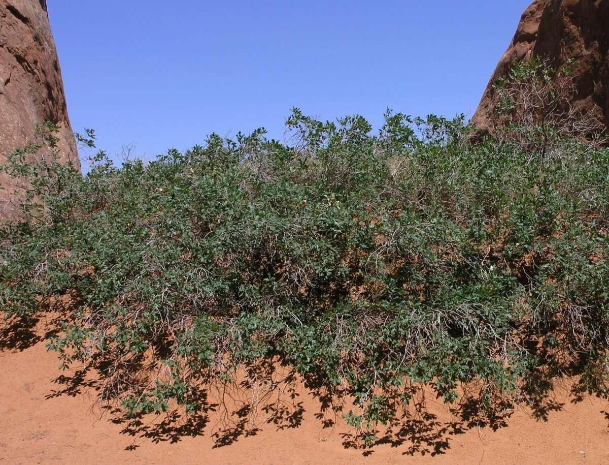 Image of Havard oak