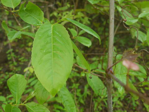 Image of Casearia tomentosa Roxb.