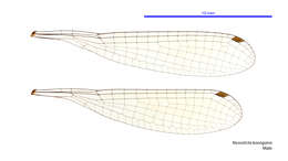 Image of Nososticta koongarra Watson & Theischinger 1984