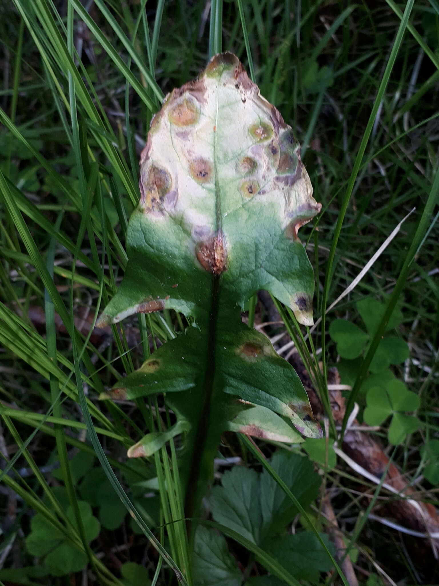 Image of Puccinia dioicae Magnus 1877