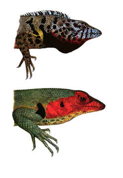 Image of Galapagos Lava Lizard