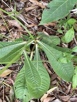 Image of stemless ironweed