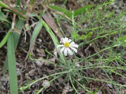 Image de Symphyotrichum trilineatum (Sch. Bip. ex Klatt) G. L. Nesom