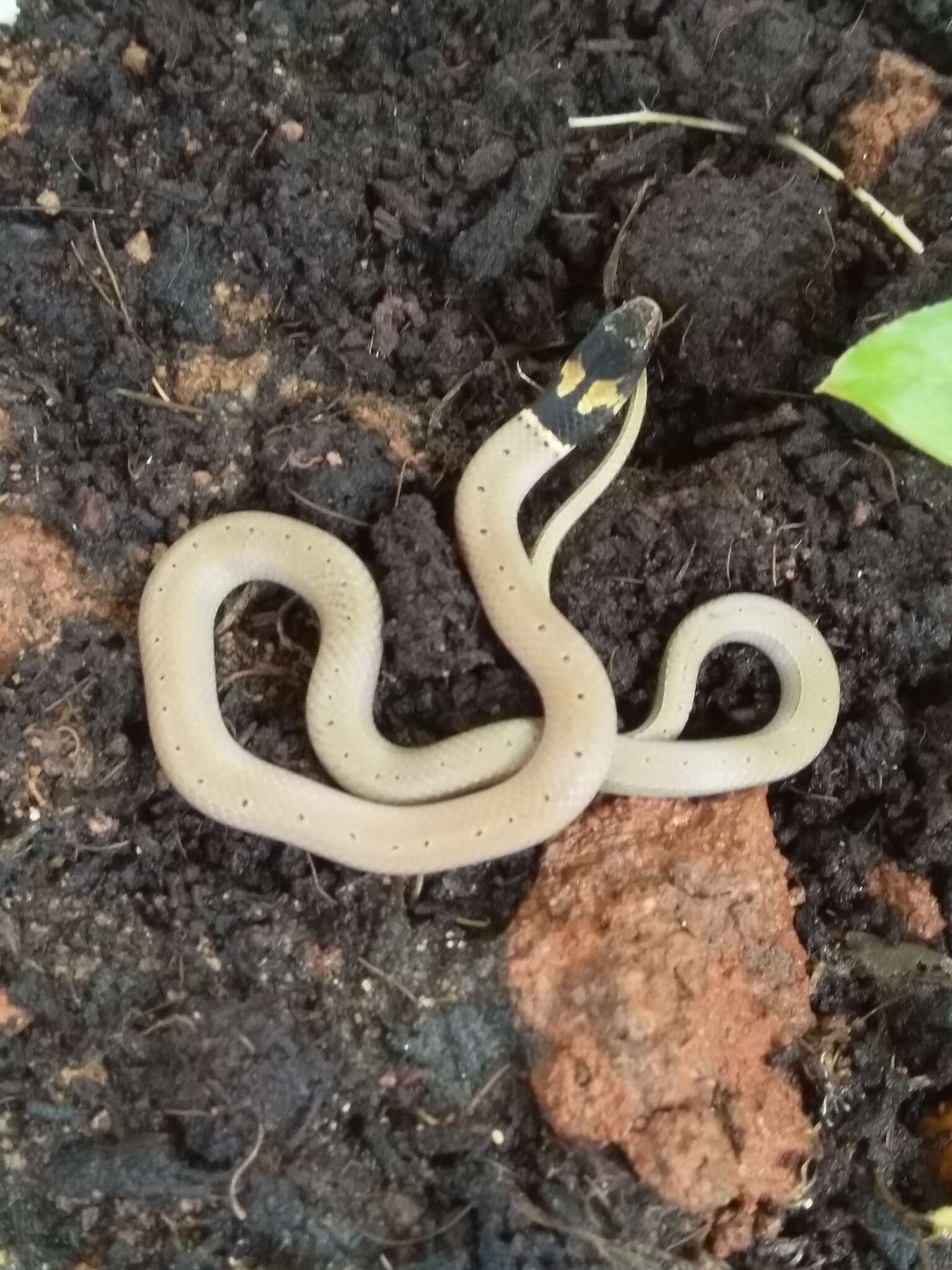 Image of Duméril's black-headed snake