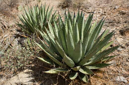 Image de Agave gracilipes Trel.