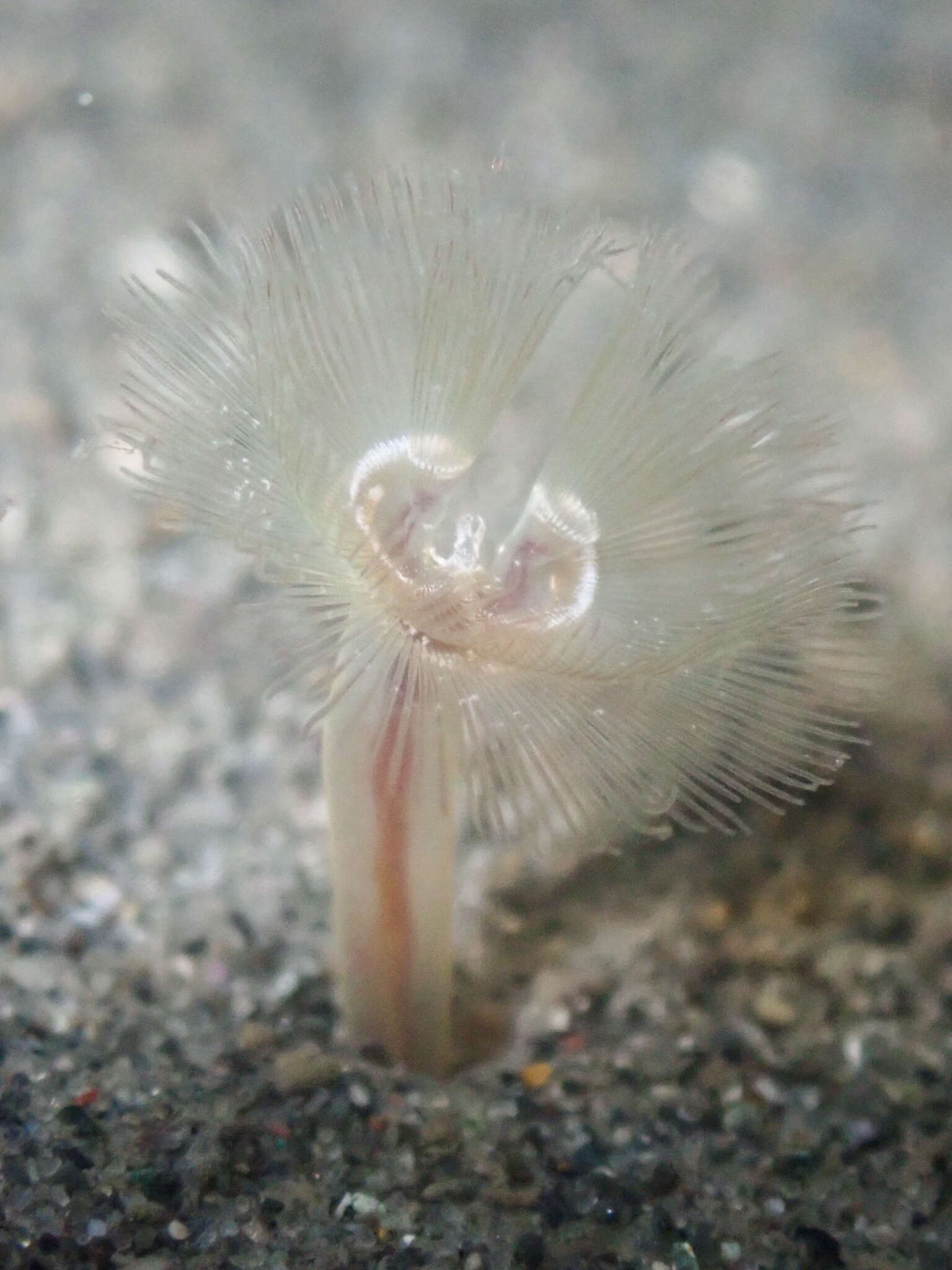 Image of large green phoronid