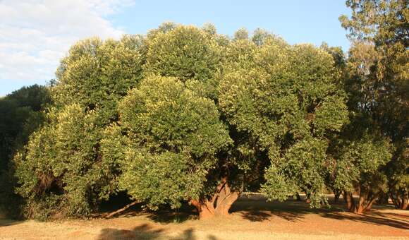 Image of African olive