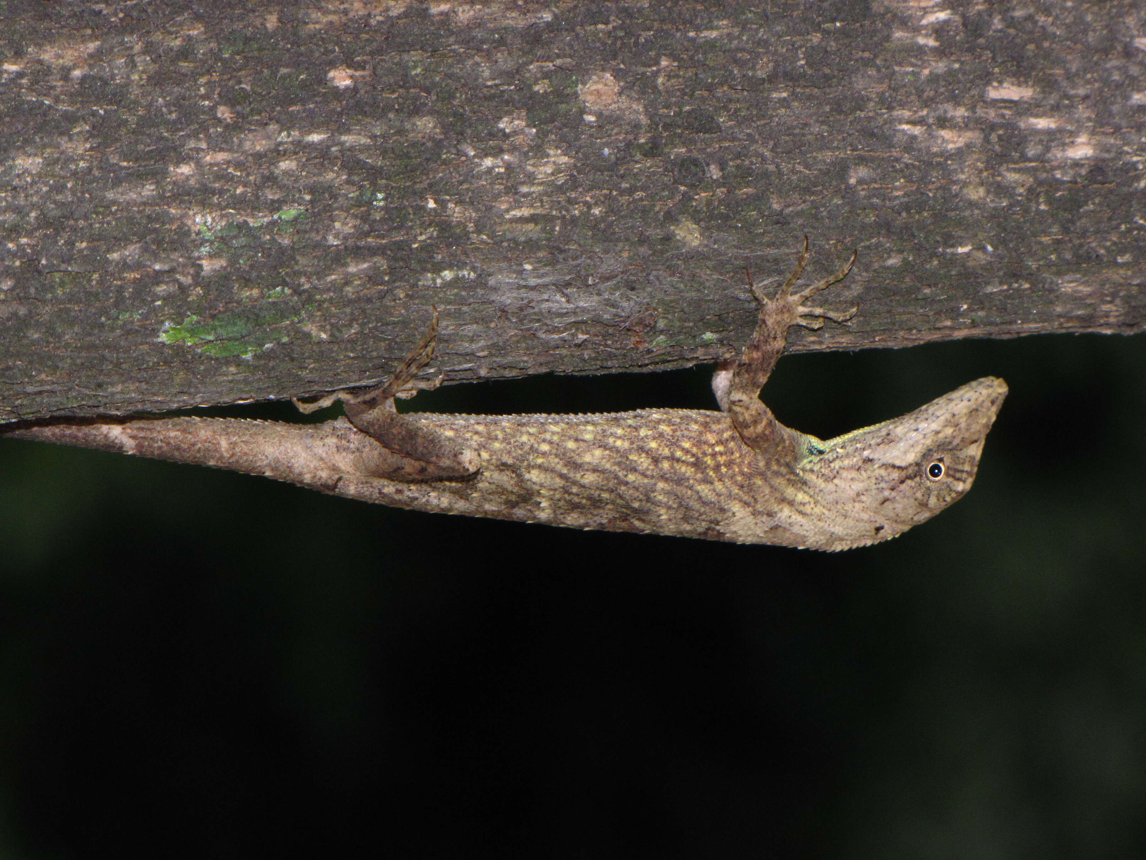 Image of Green Fan-throated lizard