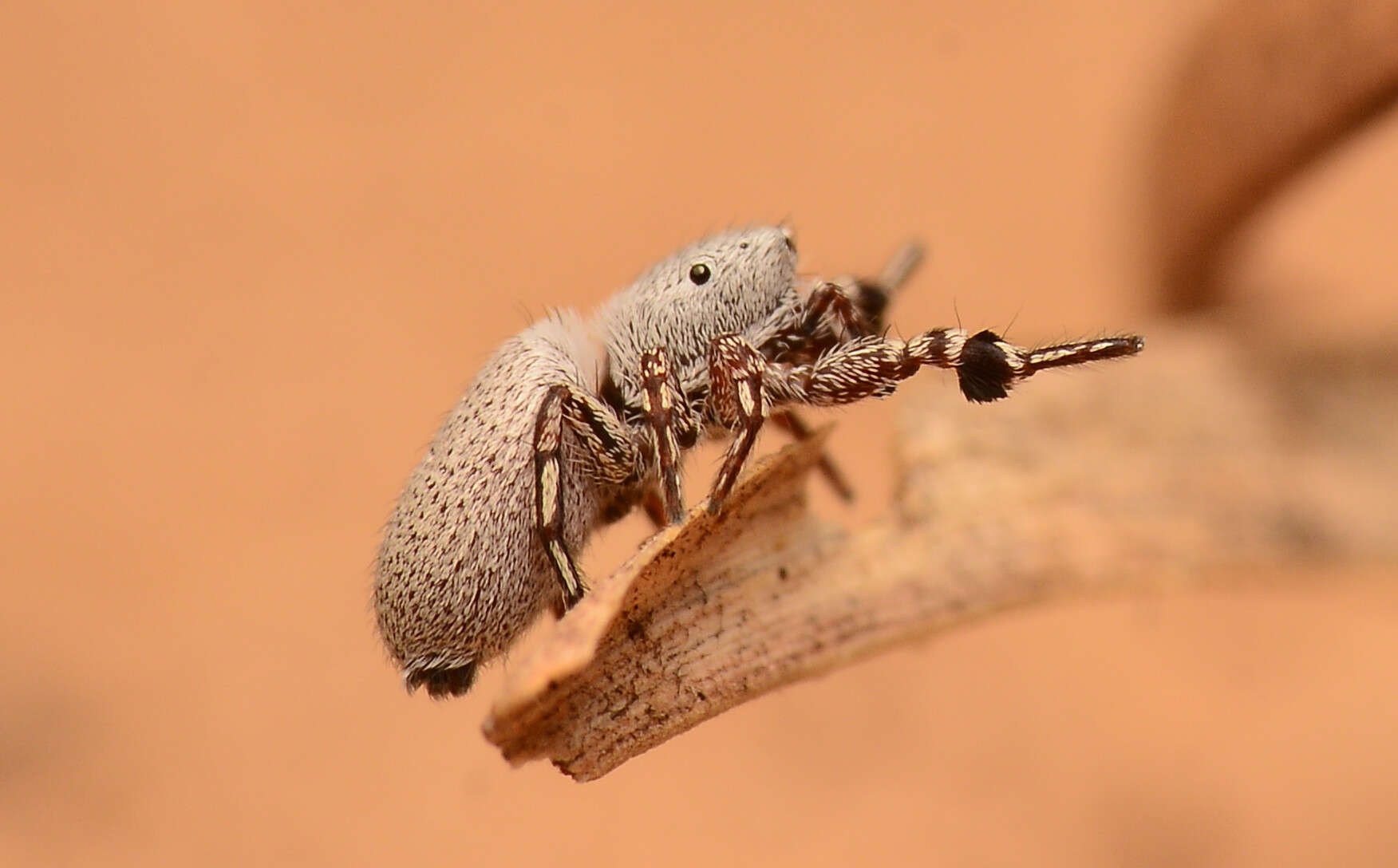 Image of Poultonella alboimmaculata (Peckham & Peckham 1883)