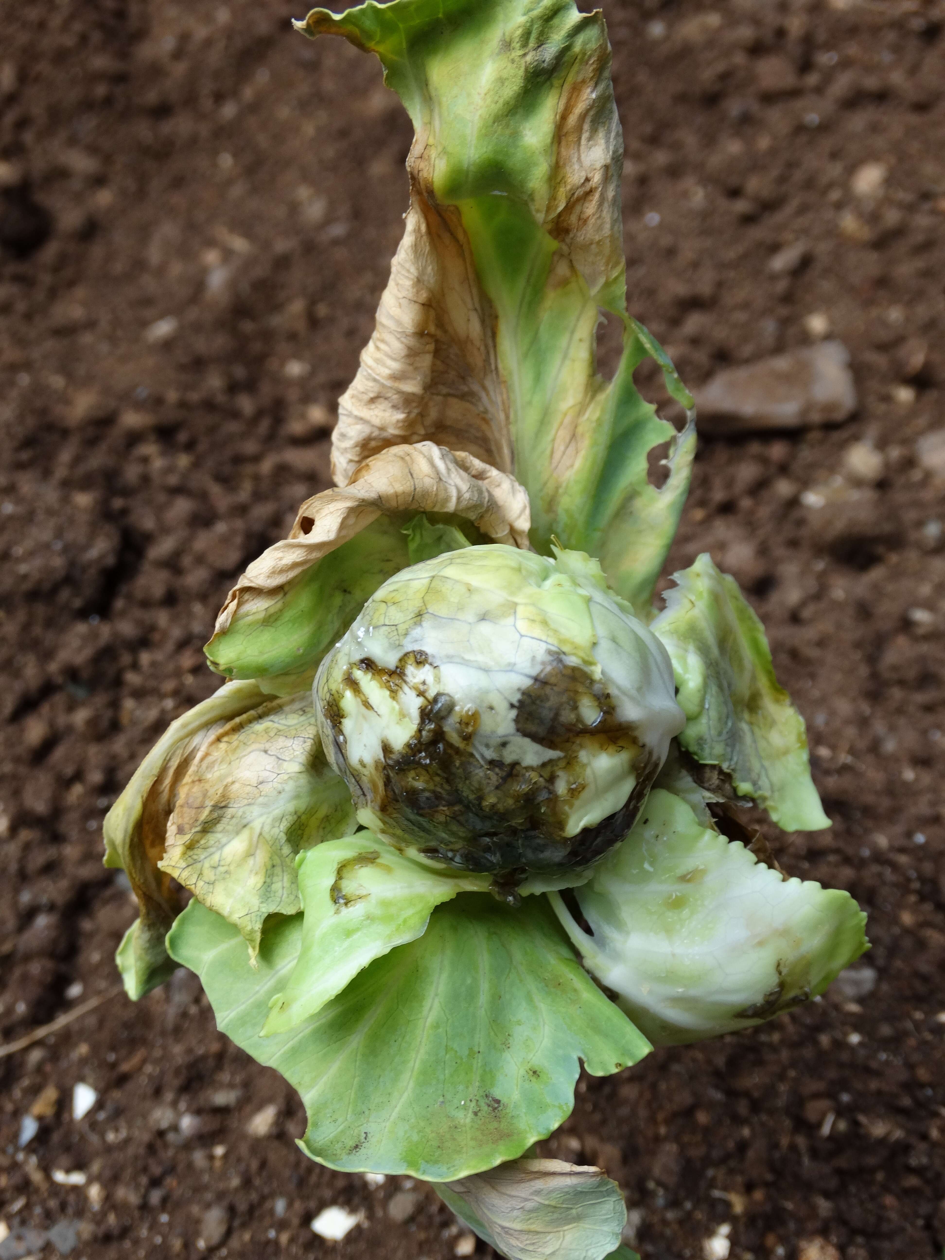 Image of white cabbage