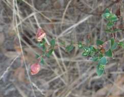 Plancia ëd Hypericum tetrapetalum Lam.