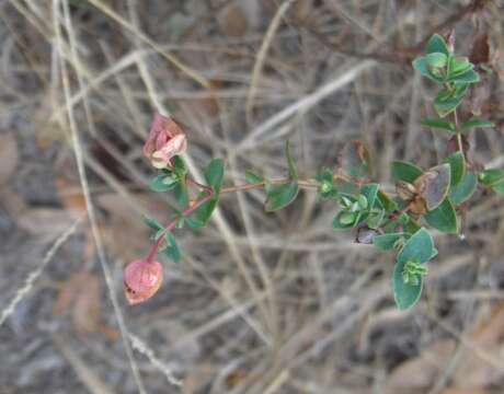 Image of fourpetal St. Johnswort