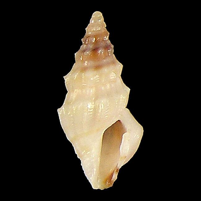 Image of Clavus minutissimus Stahlschmidt, Poppe & Tagaro 2018