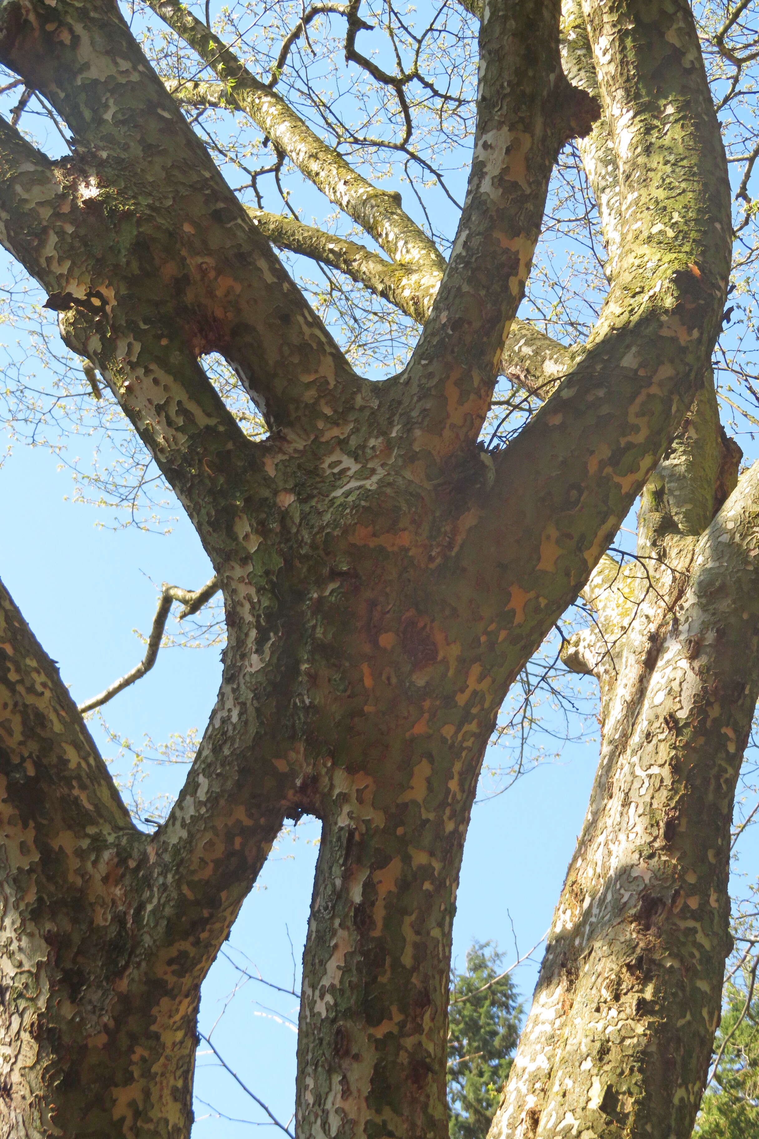 Sivun Ulmus lamellosa C. Wang & S. L. Chang kuva