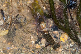 Image of Dirty sand goby shrimp