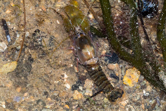 Image of Dirty sand goby shrimp