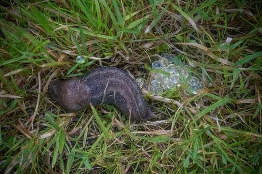 Image of Limax Linnaeus 1758