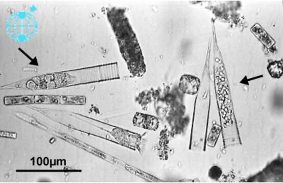 Image of alveolates