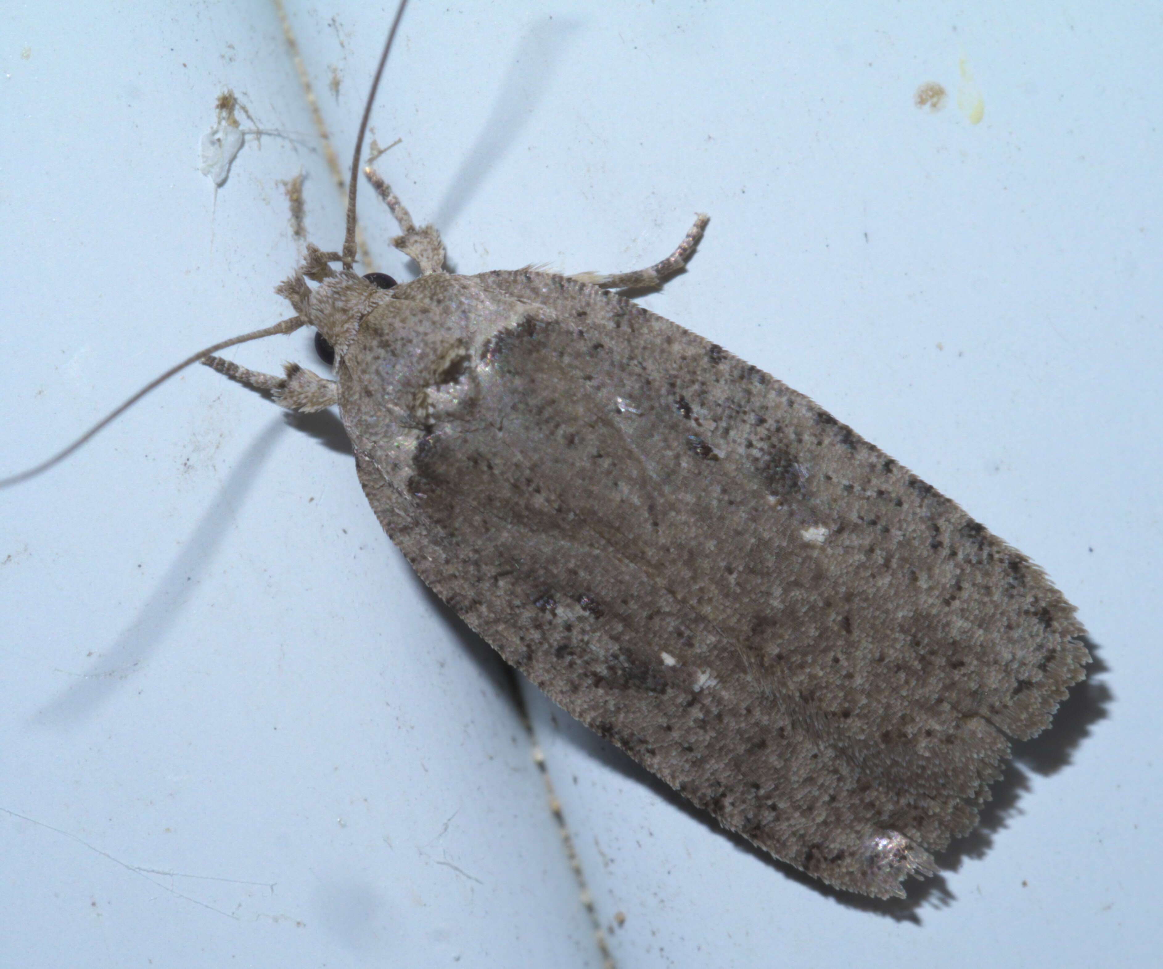 Image of Agonopterix argillacea Walsingham 1881