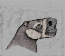 Image of mylodont ground sloths