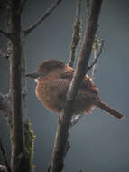 Image of Barred Puffbird