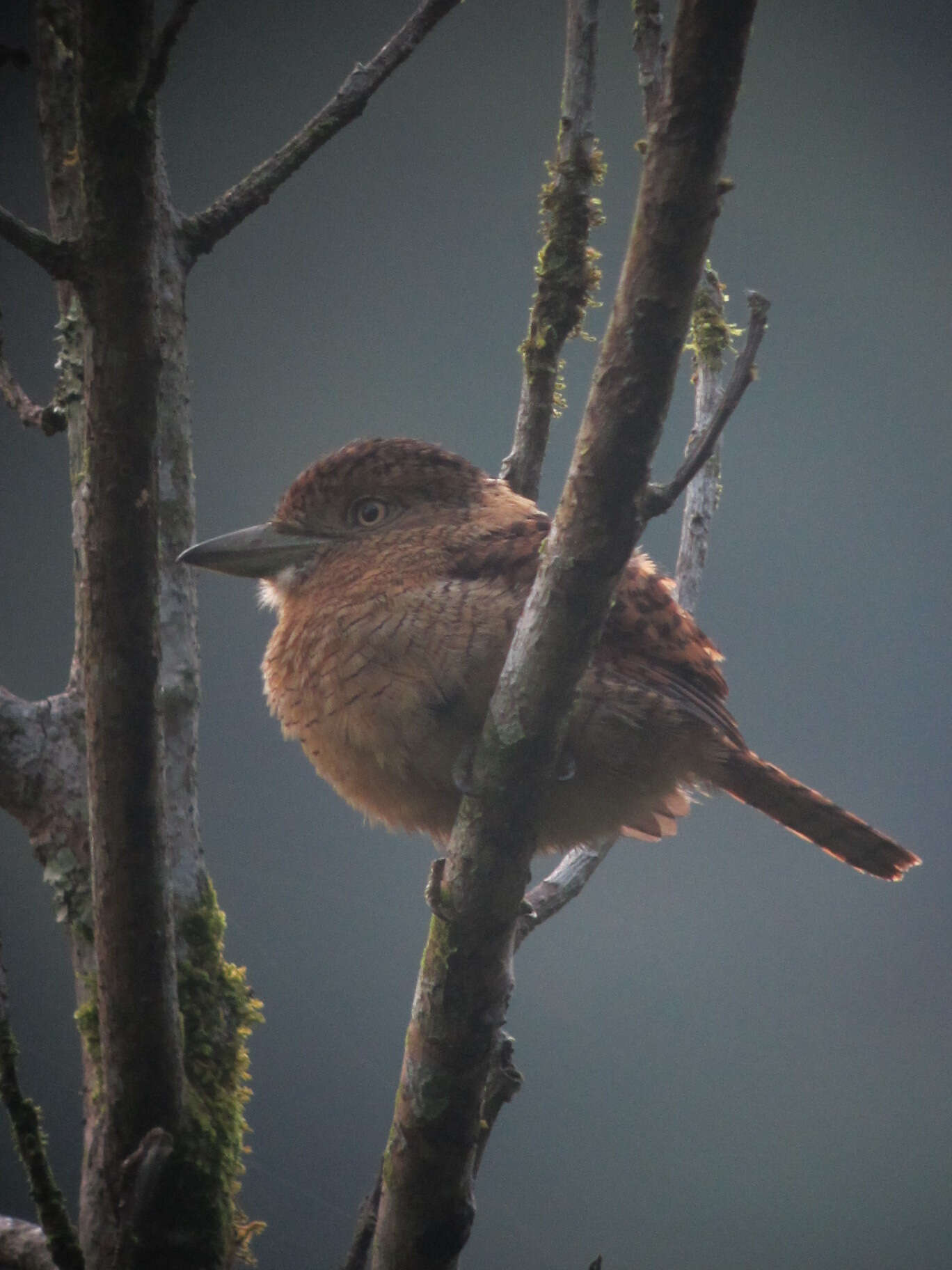 Image of Barred Puffbird