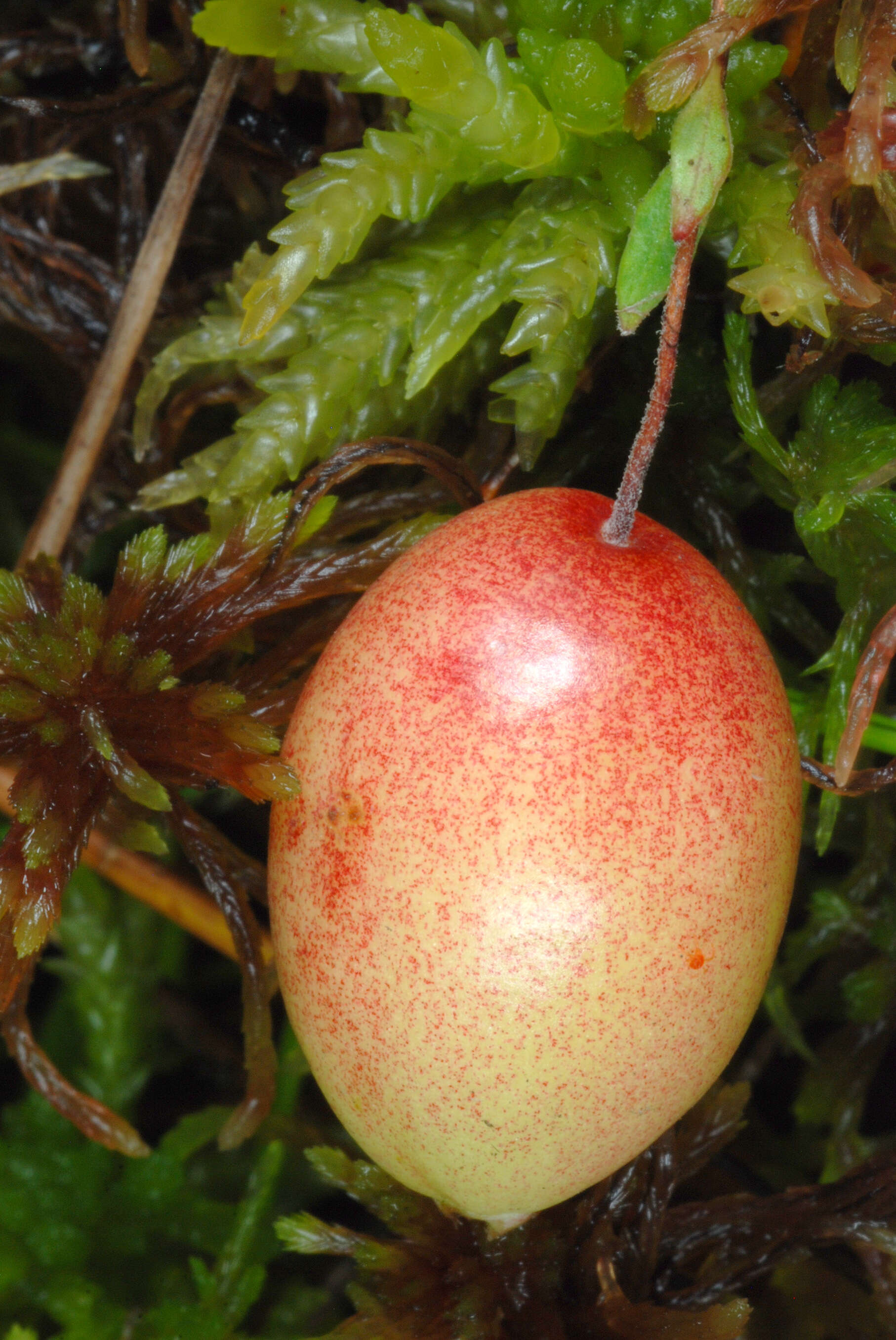 Image of Vaccinium macrocarpon