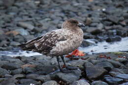 Image of Brown Skua