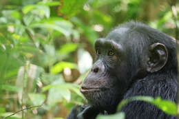 Image of Eastern Chimpanzee