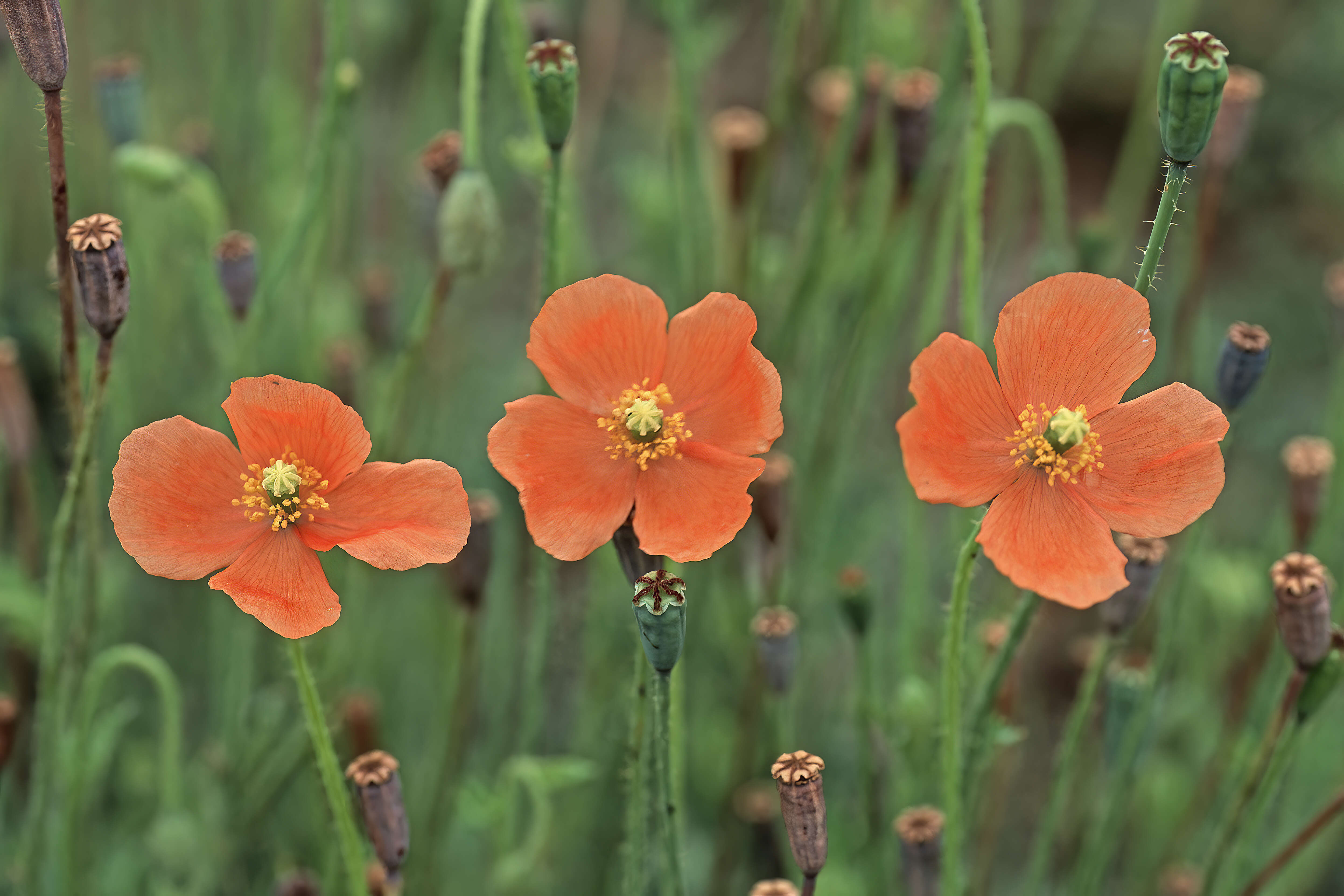 Image of Orange poppy