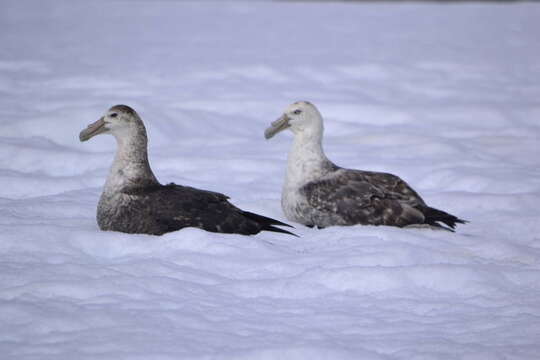 Image of Antarctic Giant-Petrel