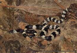 Image of Banded Wolf Snake