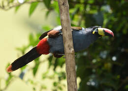 Image de Toucan bleu