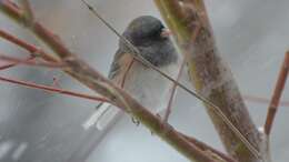 Image of juncos