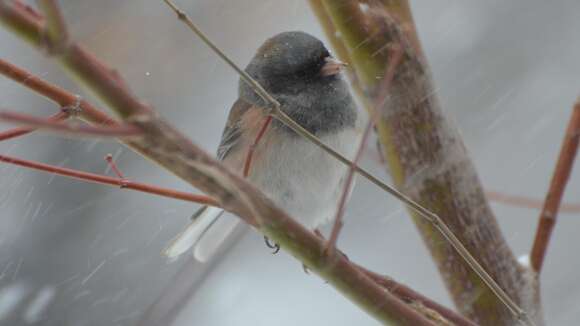 Image of juncos