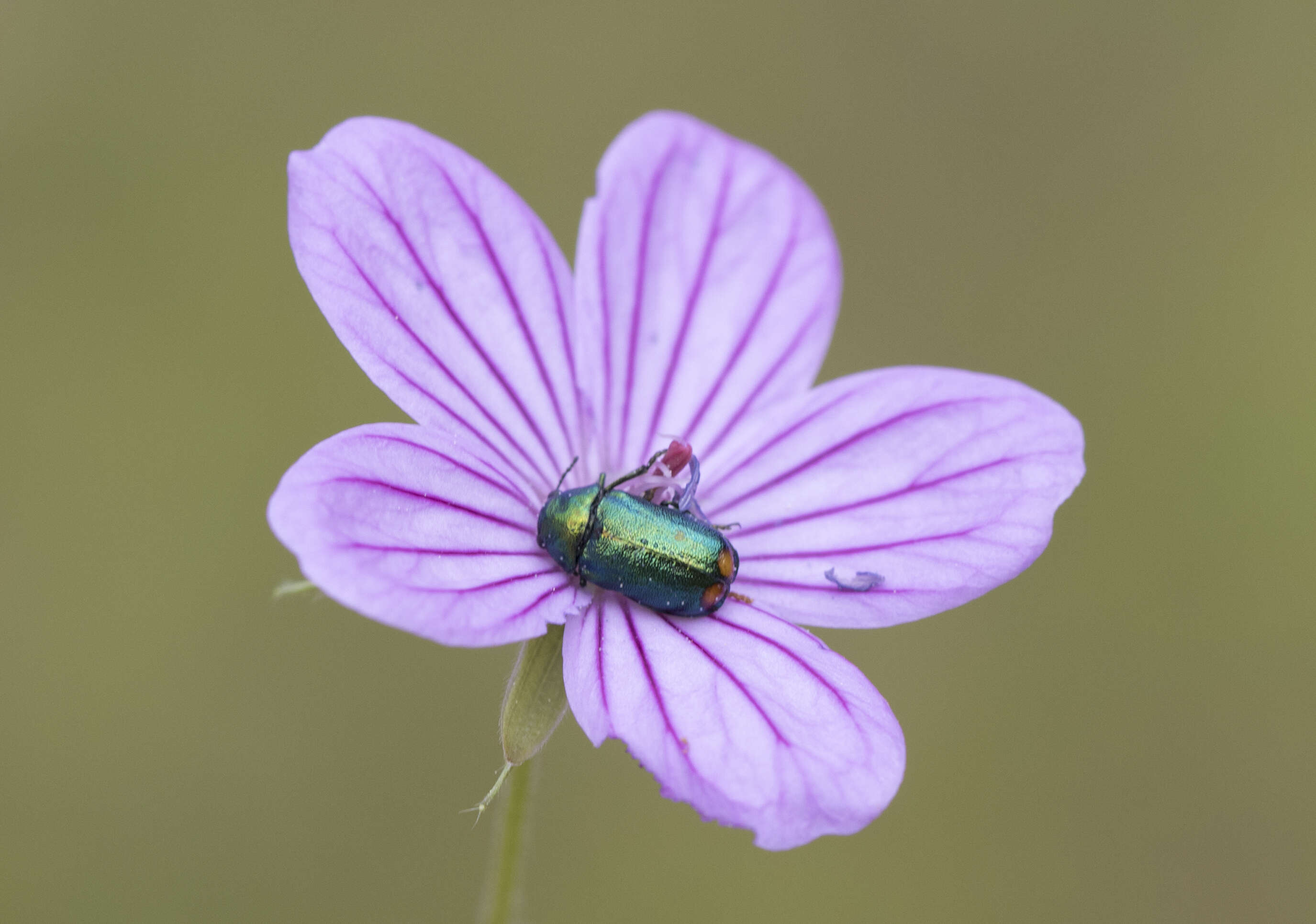 Image of Tuberous Cranesbill