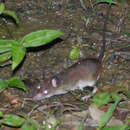Image of Big-eared Swamp Rat