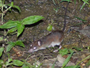 Image of Big-eared Swamp Rat