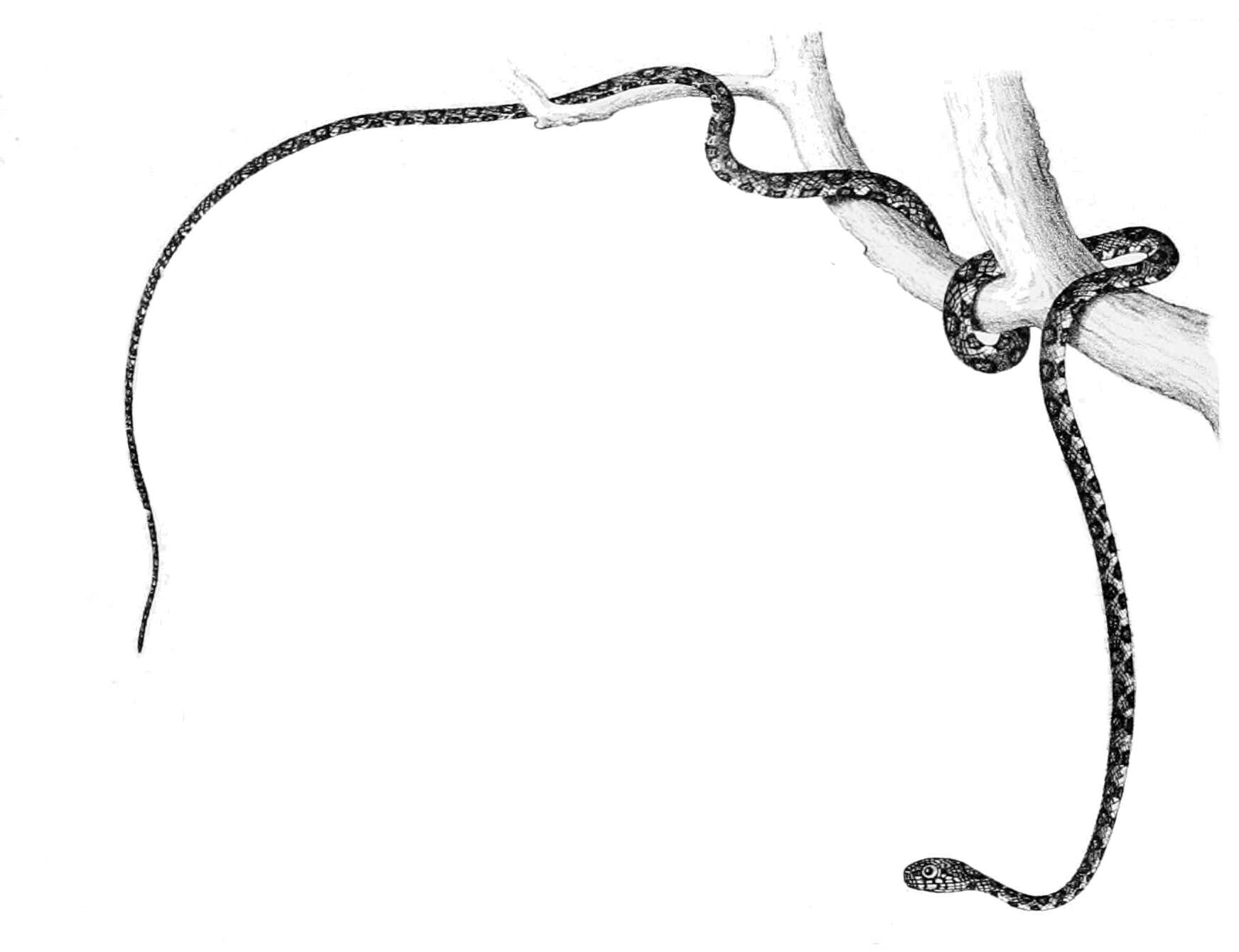 Sibon argus (Cope 1876) resmi